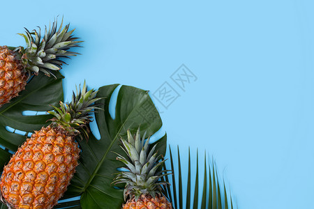 孤立的菠萝蓝色背景热带叶子新鲜菠萝的顶部视图食物丛林边界横幅框架艺术销售平铺植物棕榈背景