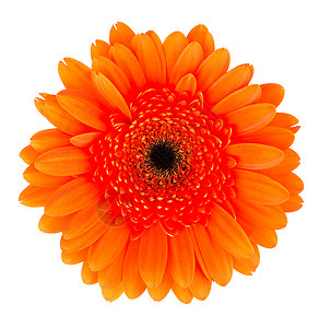 橙色花朵头白色的橙色Gerbera花朵 鲜花背景背景