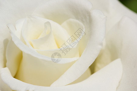 白玫瑰 头状花序 柔和的特写 Rosa jacar高清图片