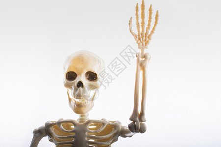 髋关节解剖学人类骨架模型 作为医学解剖科学的人体骨架模型大小诊所骨骼髋关节药品医生学习身体骨干真人背景