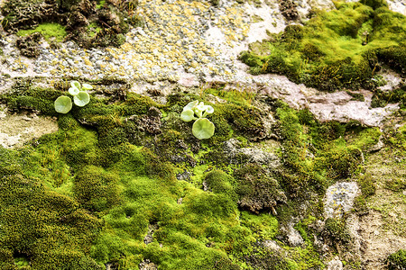 丰富多彩的岩石灰色石头上苔藓的彩色纹理藻类真菌环境地面地衣矿物建筑学墙纸地球植被背景