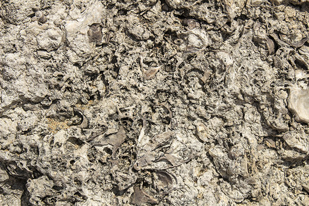 线圈印象与海洋化石的岩石纹理烙印蜗牛漩涡宏观贝壳生物学石头线圈牡蛎地质学背景