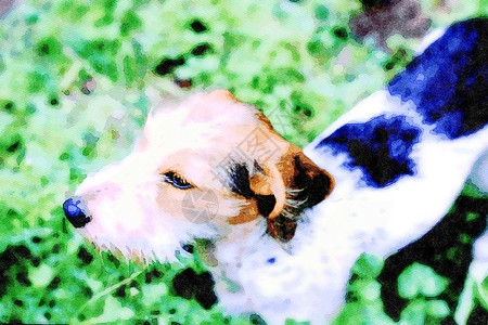 一只有黑色和棕色斑点的小斑点狗背景图片