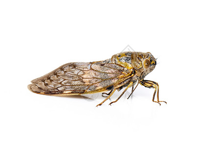 白色背景中隔离的大型棕色虫图像 昆虫动物皮肤昆虫学宏观科学骨骼荒野眼睛生活身体背景图片