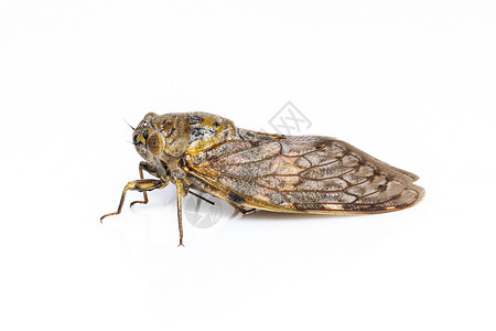 白色背景中隔离的大型棕色虫图像 昆虫宏观生活眼睛动物科学皮肤翅膀标本荒野野生动物背景图片