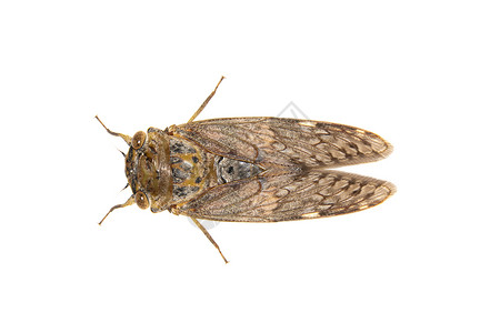 蝉虫白色背景中隔离的大型棕色虫图像 昆虫昆虫学眼睛标本科学野生动物宏观蟋蟀漏洞生活环境背景