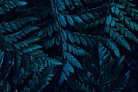 全网最低蓝色植物在夜间作为超真实植物背景离开 最低设计量植物学气候叶子装饰平铺园艺横幅土地蓝色异国背景