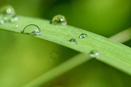 时间煮雨在草地上下垂 美丽的天然色彩背景 大自然的早间时间水滴宏观卫生太阳气泡保健场地自然花园液体背景