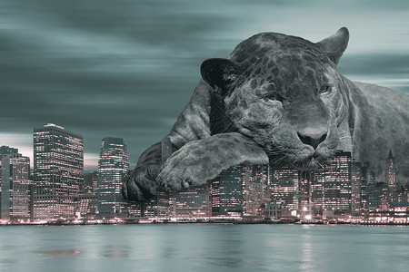 黑豹喜欢纽约绿色和红色的纽约市概念高清图片素材