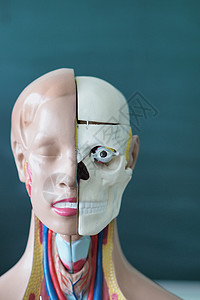 人体鼻子内部结构人体解剖学的解剖学 教育和医学模型 人体头部和颈部内部结构模型背景