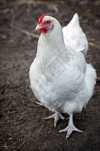 白鸡羽毛红色白色眼睛农场宠物花园农业小鸡乡村背景图片