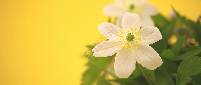 青春花红白鲜花叶子假期花束生长季节园艺植物学花瓣野花花园背景图片