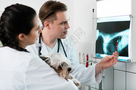 兽医医生 检查宠物放射线高清图片
