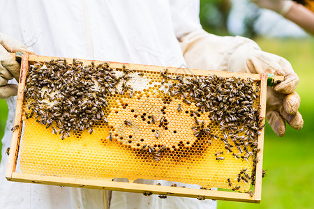 养蜂人控制蜜蜂场和蜜蜂职业养蜂业农场框架手套蜂窝蜂巢蜂蜜蜂房衣服背景图片