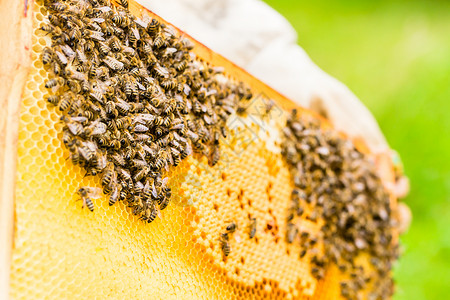养蜂人控制蜜蜂场和蜜蜂蜂房果园框架农场蜂巢衣服手套蜂窝工作梳子背景图片