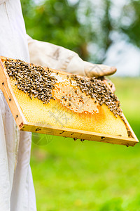 养蜂人控制蜜蜂场和蜜蜂女士蜂房手套衣服养蜂业蜂蜜农业农场蜂窝职业背景图片