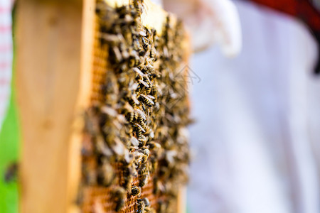 养蜂人控制蜜蜂场和蜜蜂梳子养蜂业果园蜂巢农场女士农业蜂窝男人蜂蜜背景图片
