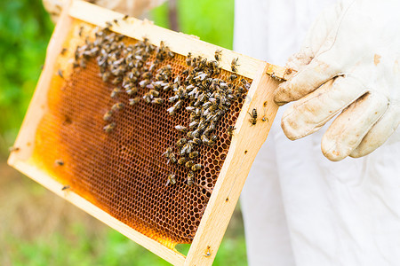 养蜂人控制蜜蜂场和蜜蜂农业框架蜂巢梳子男人女士果园养蜂业农场蜂房背景图片