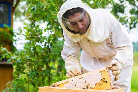 养蜂人控制蜜蜂场和蜜蜂梳子女性蜂巢养蜂业蜂房框架农业蜂窝院子女士背景图片