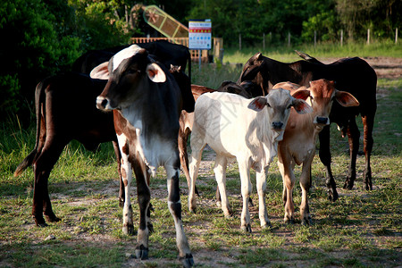 在拜海的农场里 有牛和奶牛挤奶工农村牛肉奶牛场野牛牛棚宠物农民动物哺乳动物背景
