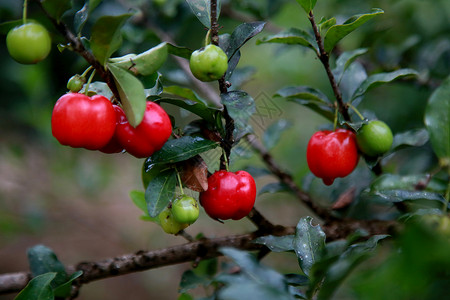 巴西针叶樱桃非正式工作抗氧化剂高清图片