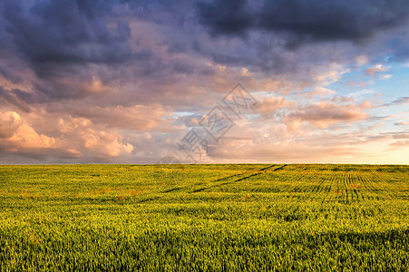 阳光明媚云夏日阳光明媚 天空充满云彩 气候多变 青绿小麦的田野天气农业太阳收成国家食物农田场景植物栅栏背景