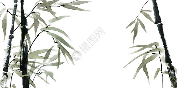 竹子水彩含叶子的水色竹竹植物木头插图水平墨水刷子沼泽水彩白色芦苇背景