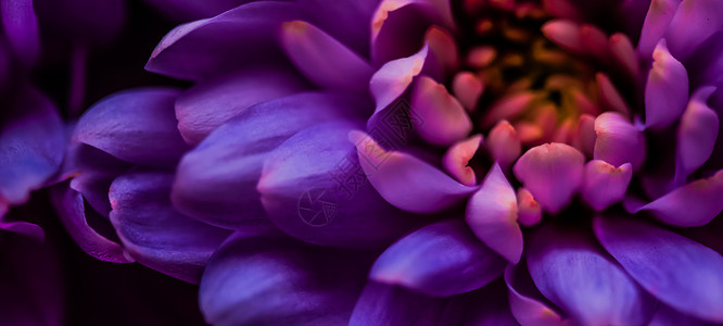 紫色婚礼横幅紫色雏菊花瓣盛开 抽象花卉艺术背景 春天大自然中的花朵香水香味 婚礼 奢华美容品牌假日设计植物植物群花园菊花植物学横幅假期新娘礼背景