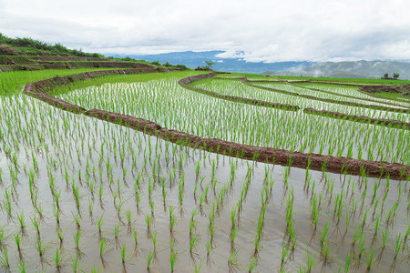 芒雨绕播谷稻亚洲北方高清图片