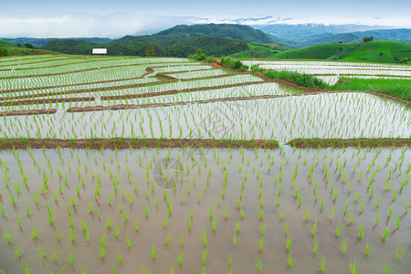 芒雨绕播谷稻农业风景高清图片