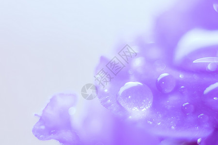 紫色水滴特写蓝色的雨滴高清图片