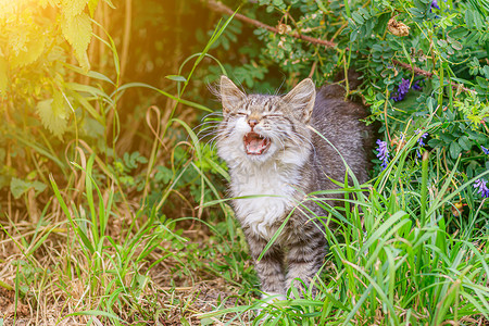 户外的猫打哈欠虎斑猫躺在草地上 散步的家猫 漂亮的猫作为封面 动物的范围 猫喵喵叫背景