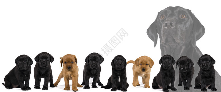 黑色拉布拉多黑色和金色拉布拉多猎犬小狗的横幅在白色背景下被隔离孩子们风险指示牌黄色路标警报控制冒险下降边缘背景