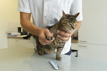 男人与猫塔比猫被一个无法辨认的兽医 用她的爪子和指甲来测试背景