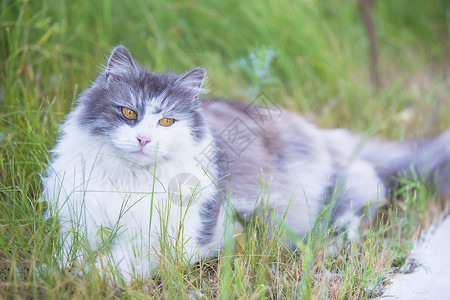 女猎手青草地上有黄眼睛的毛猫背景