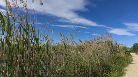 加罗纳玉米荒野高清图片