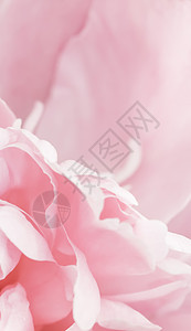 牡丹花瓣特写粉色的复古的高清图片