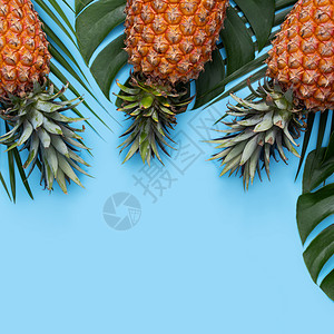 孤立的菠萝蓝色背景热带叶子新鲜菠萝的顶部视图凤梨高架销售水果食物丛林植物框架棕榈海报背景