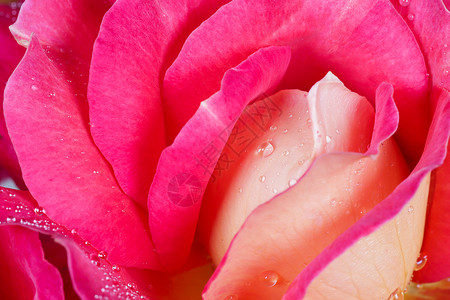 粉色名片设计美丽的粉色黄色玫瑰 露水滴 适合贺卡背景 (掌声)背景