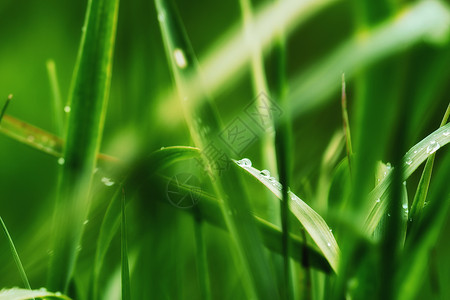 深绿色树叶雨滴草本植物气泡水滴液体草地蔬菜叶子气候刀刃背景图片