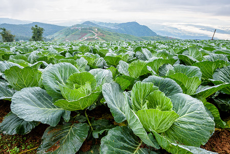 罗兹伯克种植用地中的菜菜排农场花园差汶天空叶子植物团体种植园园艺收成背景