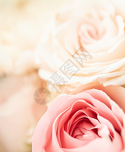谢谢你妈妈花园中的玫瑰花 花卉之美和植物学背景 用于婚礼请柬和贺卡 自然和环境概念女士生长奢华新娘花瓣销售邀请函花束荒野植物背景