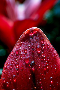 枚红色花瓣雨盛开美丽的百合花与水滴在特写 vie 中环境插图园艺生物学生态高地植物植被宏观花瓣背景