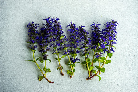 夏季背景 有蓝花花植物群智者礼物丹参花束花瓣背景图片