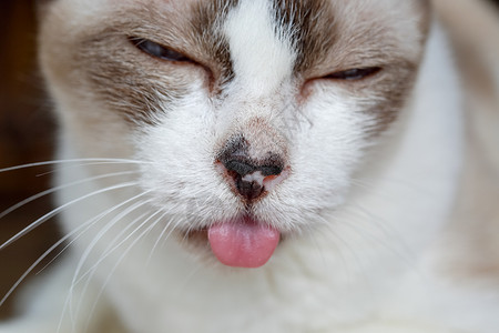 舌头溃疡猫舌头 牙病的记号 牙痛 慢性肺炎CUPS老猫热带口腔炎动物眼睛疼痛牙疼短发鼻子宠物背景