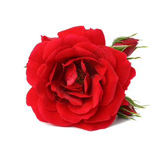白底孤立的红发玫瑰花芽背景图片