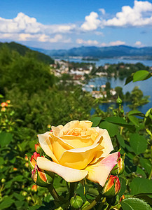 瑞士的花园 湖泊 山地和蓝色天空中美丽的玫瑰花朵 位于沃勒罗Wollerau 其背景 瑞士自然礼物牡丹山脉植物学香水园艺生长环境背景图片