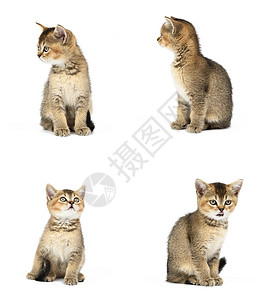 白背景的直小猫坐着 不同姿势的动物们有不同的姿势背景图片