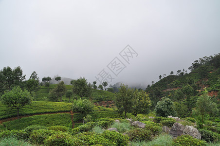 种植园树关于斯里兰卡Haputale附近自然状况的看法背景