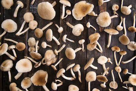 皮奥皮尼蘑菇白色木头食物厨房蔬菜美食棕色营养高清图片